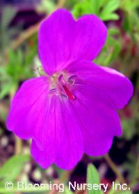 Geranium sanguineum 'Vision'